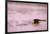 King Penguin Swimming in Tide Pool-Paul Souders-Framed Photographic Print