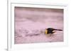 King Penguin Swimming in Tide Pool-Paul Souders-Framed Photographic Print