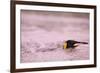 King Penguin Swimming in Tide Pool-Paul Souders-Framed Photographic Print