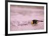 King Penguin Swimming in Tide Pool-Paul Souders-Framed Photographic Print