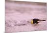 King Penguin Swimming in Tide Pool-Paul Souders-Mounted Photographic Print