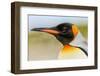 King Penguin, Volunteer Point, East Island, Falkland Islands, Aptenodytes patagonicus-Adam Jones-Framed Photographic Print