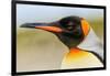 King Penguin, Volunteer Point, East Island, Falkland Islands, Aptenodytes patagonicus-Adam Jones-Framed Photographic Print