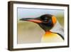 King Penguin, Volunteer Point, East Island, Falkland Islands, Aptenodytes patagonicus-Adam Jones-Framed Photographic Print