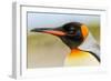 King Penguin, Volunteer Point, East Island, Falkland Islands, Aptenodytes patagonicus-Adam Jones-Framed Photographic Print