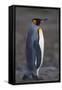 King Penguin Walking-DLILLC-Framed Stretched Canvas