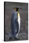 King Penguin Walking-DLILLC-Stretched Canvas
