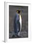 King Penguin Walking-DLILLC-Framed Photographic Print