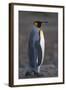 King Penguin Walking-DLILLC-Framed Photographic Print