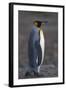 King Penguin Walking-DLILLC-Framed Photographic Print