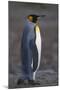 King Penguin Walking-DLILLC-Mounted Photographic Print