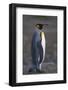 King Penguin Walking-DLILLC-Framed Photographic Print