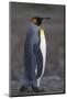 King Penguin Walking-DLILLC-Mounted Photographic Print