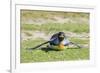 King Penguin. West Point Island. Falkland Islands.-Tom Norring-Framed Photographic Print