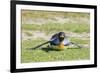 King Penguin. West Point Island. Falkland Islands.-Tom Norring-Framed Photographic Print