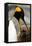 King Penguin with Baby-Mary Ann McDonald-Framed Stretched Canvas