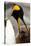 King Penguin with Baby-Mary Ann McDonald-Stretched Canvas