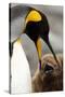 King Penguin with Baby-Mary Ann McDonald-Stretched Canvas