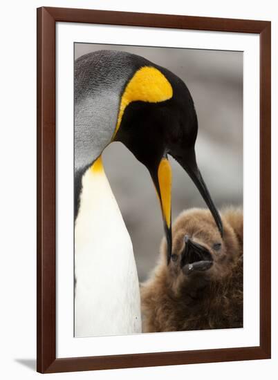 King Penguin with Baby-Mary Ann McDonald-Framed Photographic Print