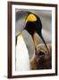 King Penguin with Baby-Mary Ann McDonald-Framed Photographic Print