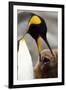 King Penguin with Baby-Mary Ann McDonald-Framed Photographic Print