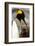 King Penguin with Baby-Mary Ann McDonald-Framed Photographic Print