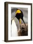 King Penguin with Baby-Mary Ann McDonald-Framed Photographic Print