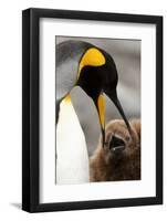 King Penguin with Baby-Mary Ann McDonald-Framed Photographic Print