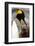 King Penguin with Baby-Mary Ann McDonald-Framed Photographic Print