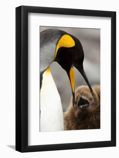 King Penguin with Baby-Mary Ann McDonald-Framed Photographic Print