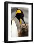 King Penguin with Baby-Mary Ann McDonald-Framed Photographic Print