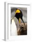 King Penguin with Baby-Mary Ann McDonald-Framed Photographic Print