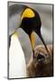 King Penguin with Baby-Mary Ann McDonald-Mounted Photographic Print