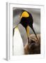 King Penguin with Baby-Mary Ann McDonald-Framed Photographic Print