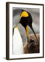 King Penguin with Baby-Mary Ann McDonald-Framed Photographic Print