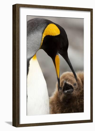 King Penguin with Baby-Mary Ann McDonald-Framed Photographic Print