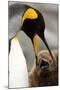 King Penguin with Baby-Mary Ann McDonald-Mounted Photographic Print