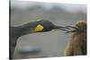 King Penguin with Chick-DLILLC-Stretched Canvas