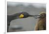 King Penguin with Chick-DLILLC-Framed Photographic Print