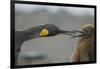 King Penguin with Chick-DLILLC-Framed Photographic Print