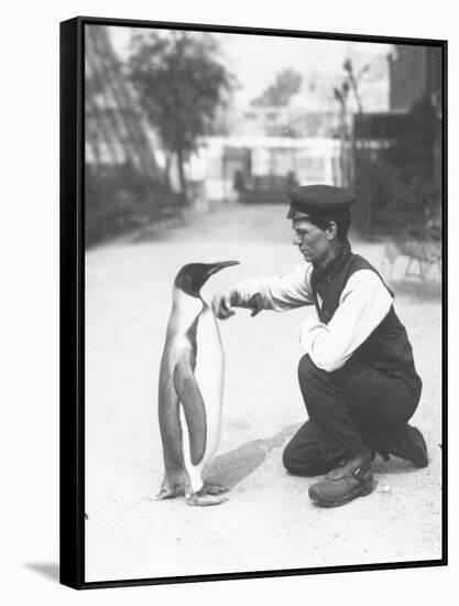 King Penguin, with Keeper Harry Munro, 1914-Frederick William Bond-Framed Stretched Canvas