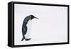 King Penguin-DLILLC-Framed Stretched Canvas