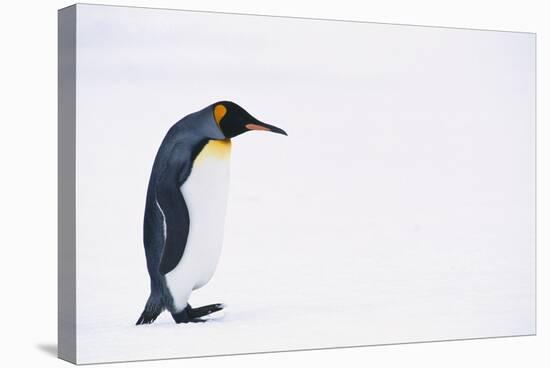 King Penguin-DLILLC-Stretched Canvas