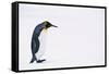 King Penguin-DLILLC-Framed Stretched Canvas