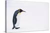 King Penguin-DLILLC-Stretched Canvas