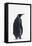 King Penguin-DLILLC-Framed Stretched Canvas