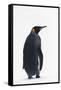 King Penguin-DLILLC-Framed Stretched Canvas