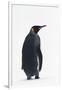 King Penguin-DLILLC-Framed Premium Photographic Print