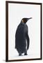 King Penguin-DLILLC-Framed Premium Photographic Print