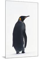 King Penguin-DLILLC-Mounted Premium Photographic Print